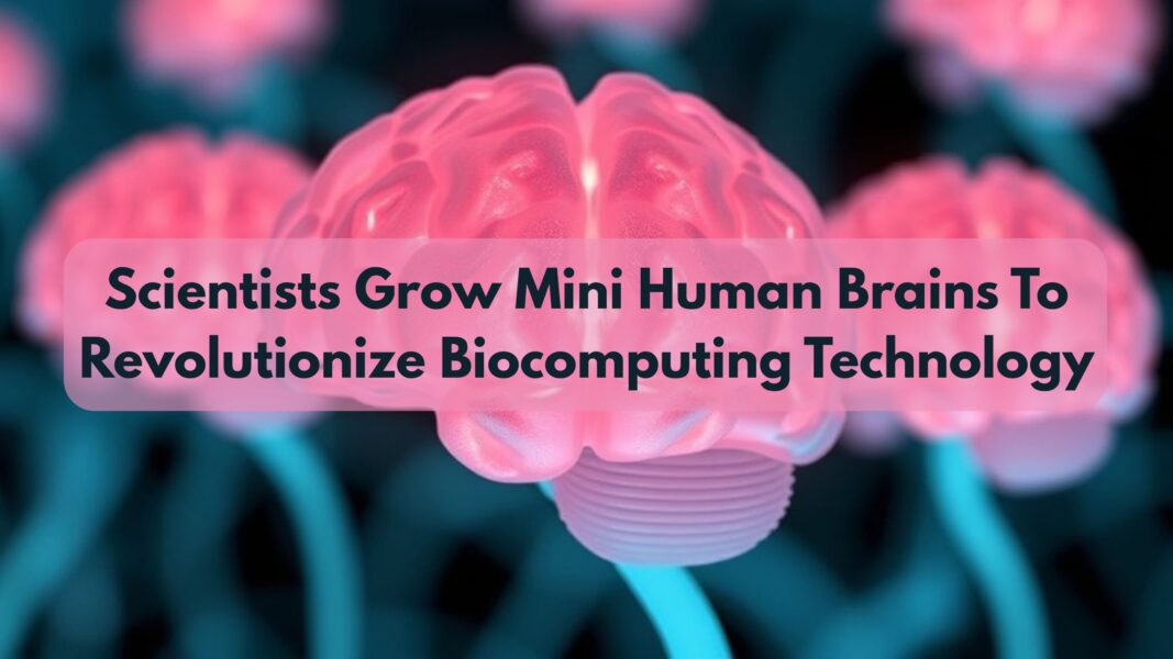 Scientists Grow Mini Human Brains To Revolutionize Biocomputing Technology